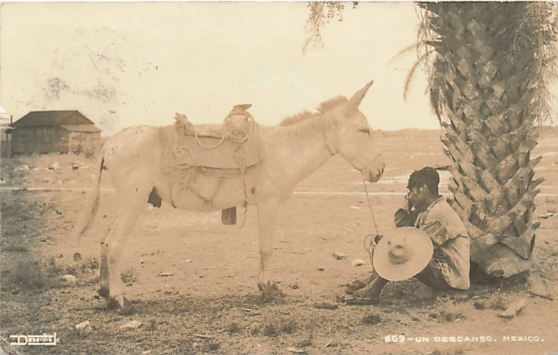 Postcard Mexico: RPPC Man Resting w Donkey, Ciudad Valles San Luis Potosi