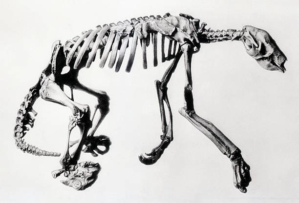 Washington DC An unusually complete skeleton of a now extinct grou- Old Photo