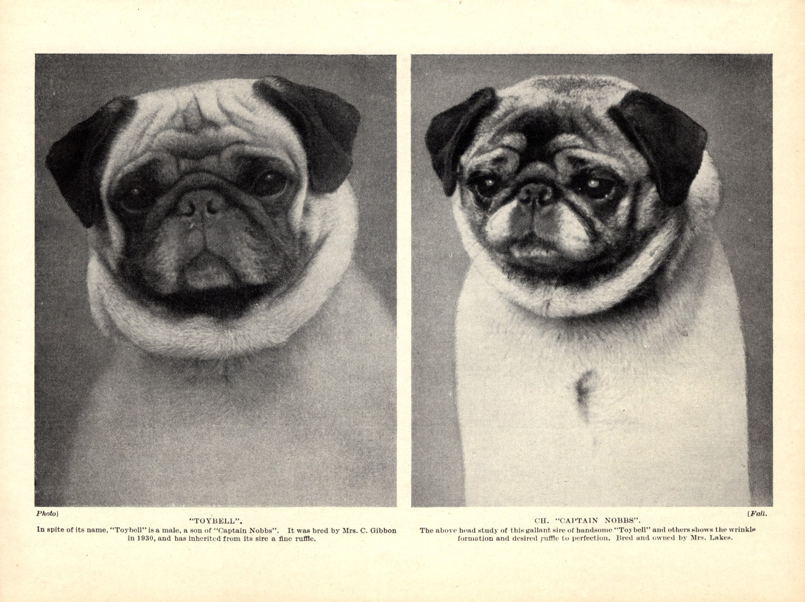 1930s Vintage Pug Dog Print Toybell & Ch Captain Nobbs Pugs 7130f