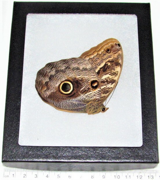 Caligo memnon REAL FRAMED OWL BUTTERFLY PERU