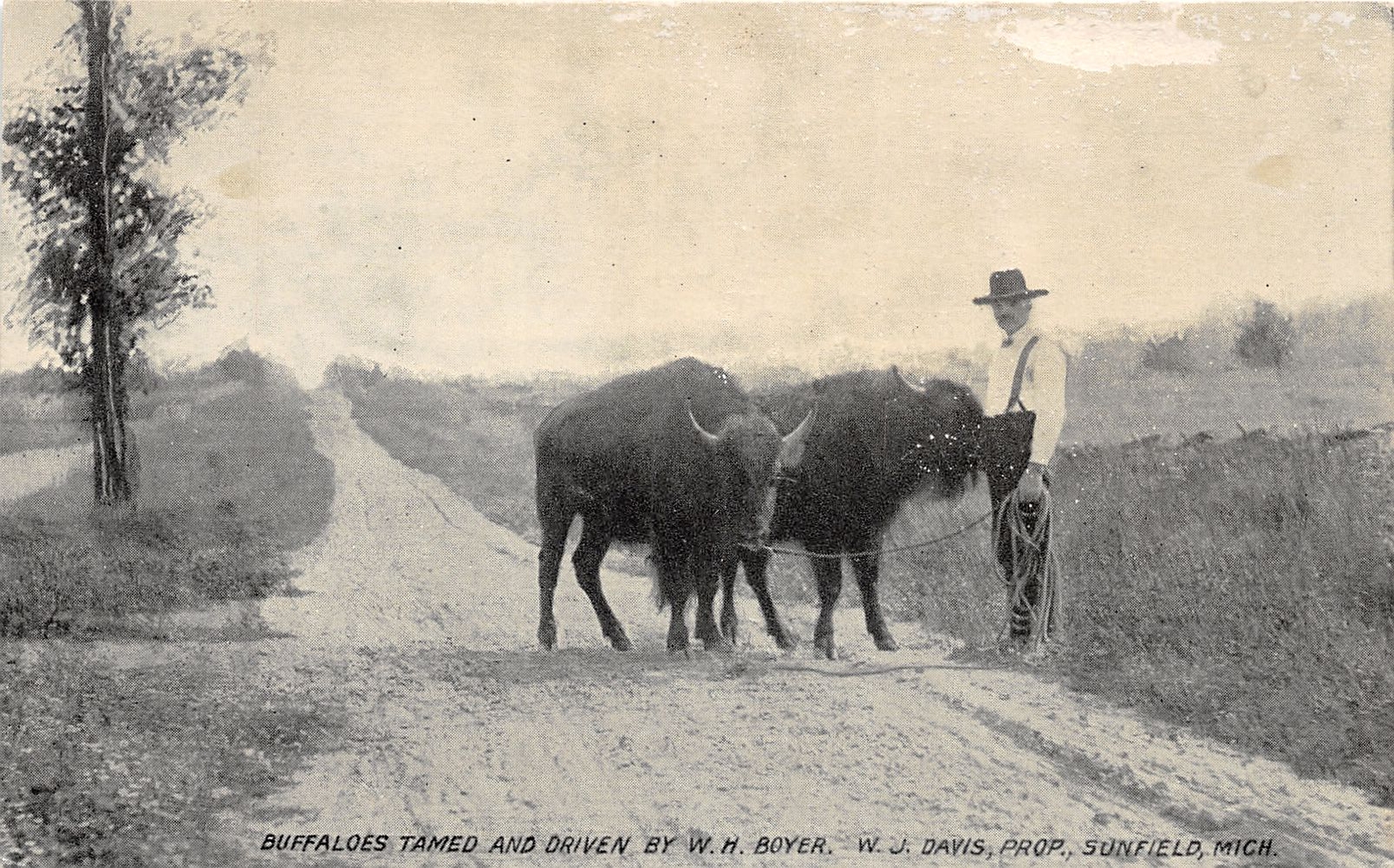 J59/ Sunfield Michigan Postcard c1910 Buffaloes Tamed Boyer Buffalo 335 J59/ Sunfield Michigan Postcard c1910 Buffaloes Tamed Boyer Buffalo 335