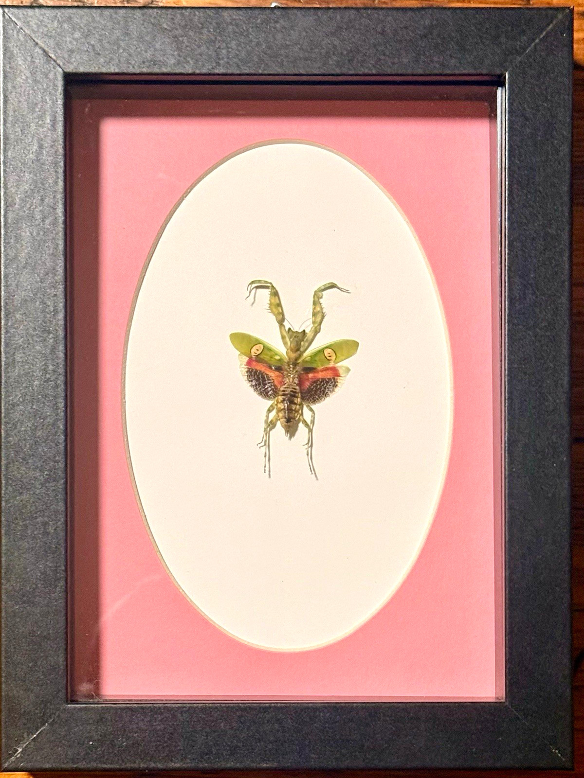 Jeweled Flower Mantis (Creobroter gemmatus) Vietnam , Real Framed Insect