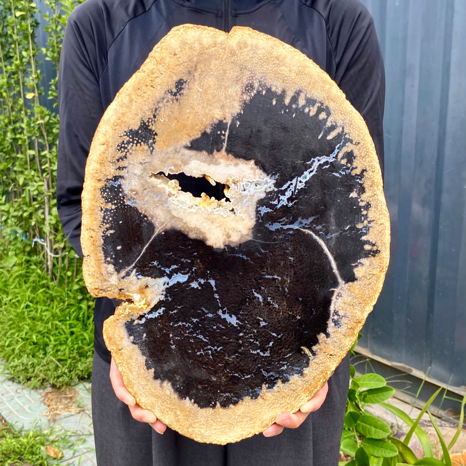 9.25LB Large Natural Petrified Wood Crystal Fossil Slice Shape Specimen Healing