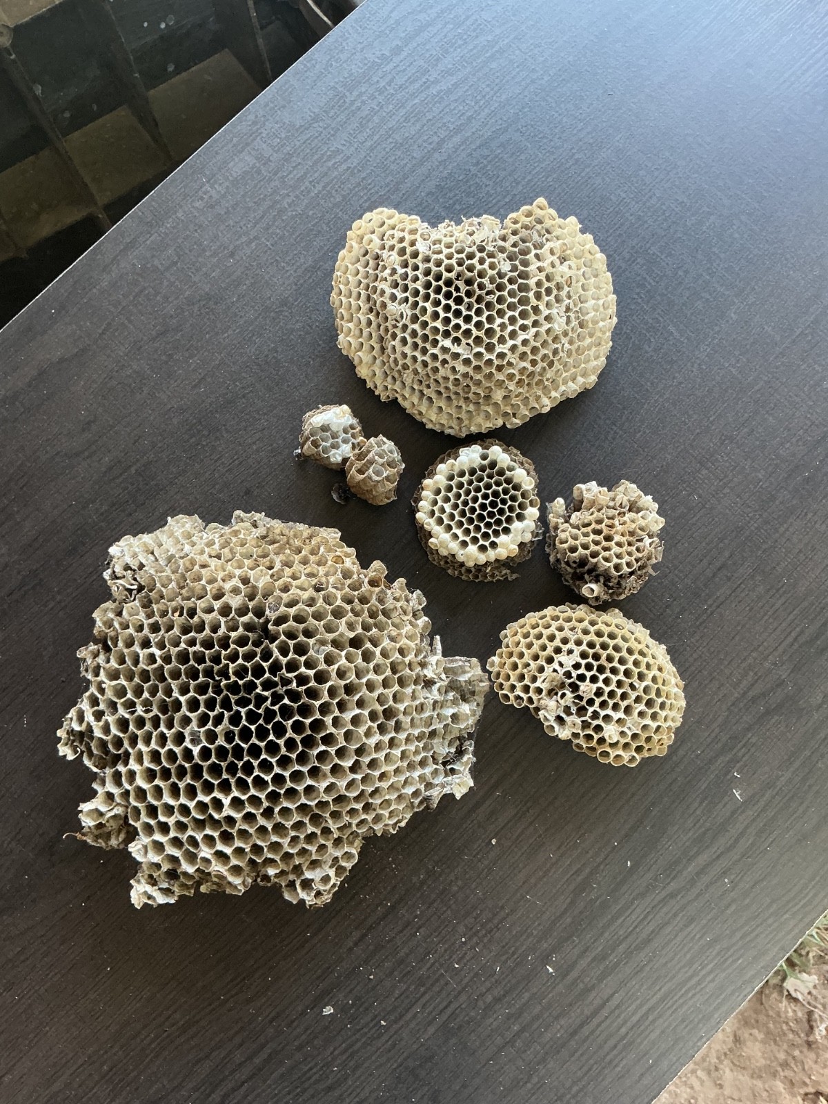 Lot Of 7 Paper Wasp Nest From  Northeast Texas