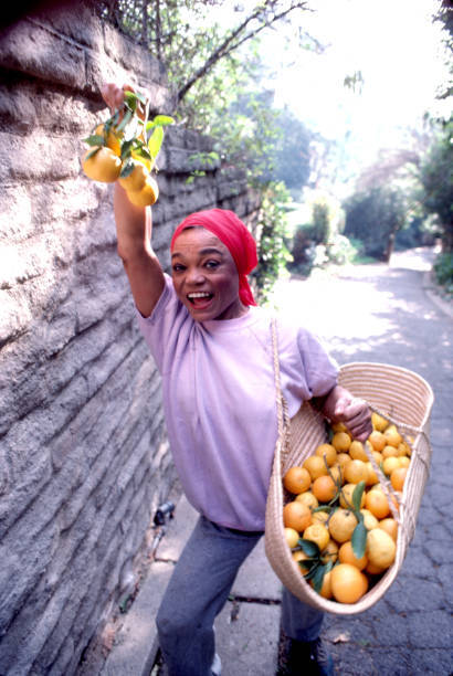 Eartha Kitt picks fruit in the garden of her Beverly Hills home De - Old Photo