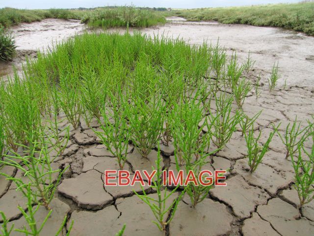 PHOTO  NORFOLK SAMPHIRE (SALICORNIA EUROPAEA) VERY VERY TASTY. MOST SHOPS SELL T
