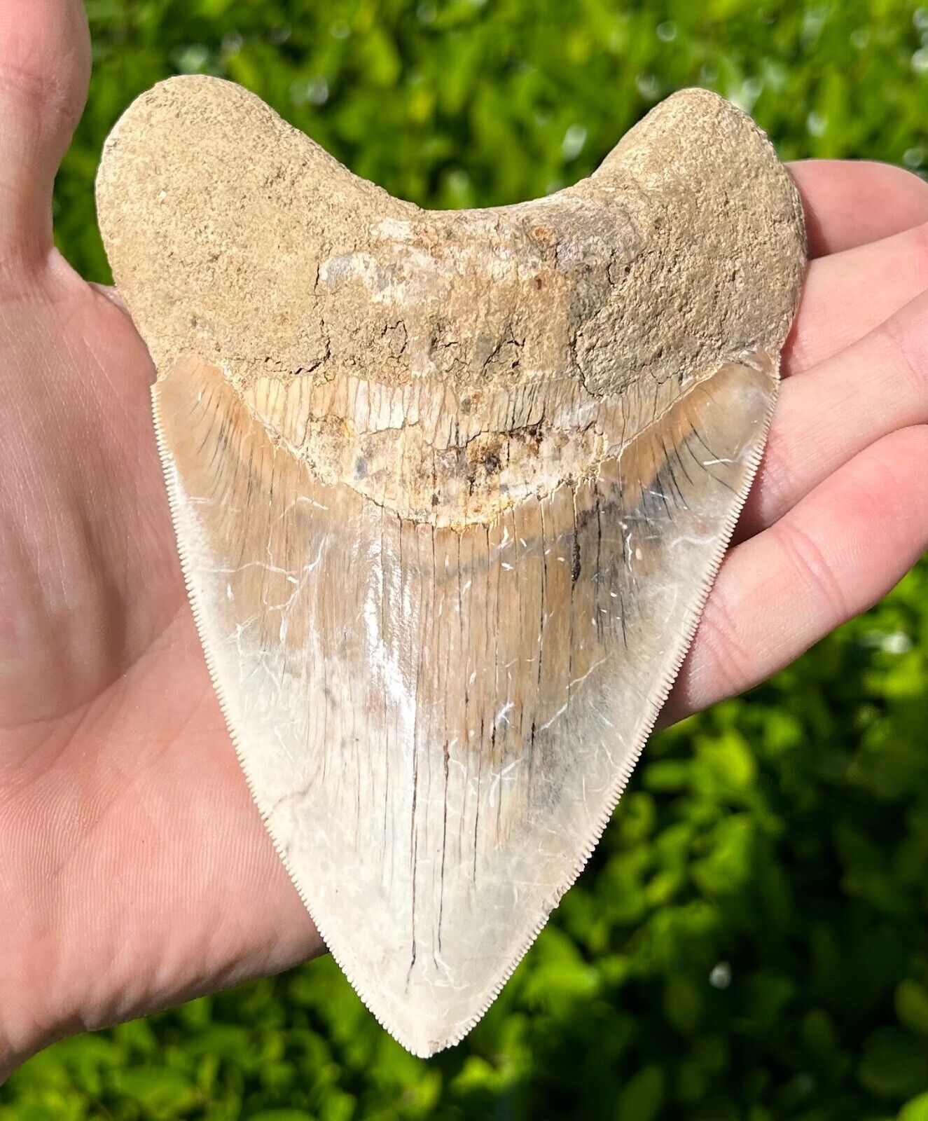 Indonesian Megalodon Sharks Tooth HUGE 5” Fossil Serrated Megladon Indonesia