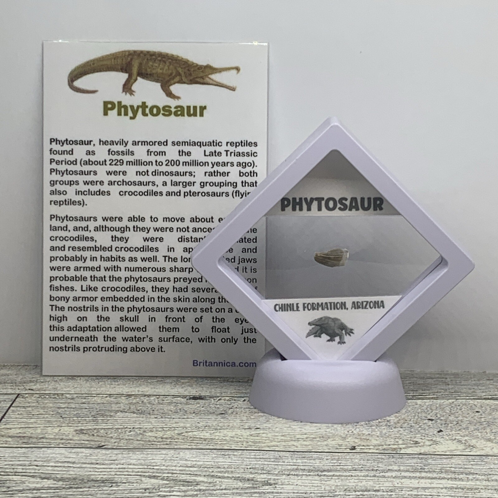 Phytosaur Extinct Reptile Pre Dinosaur Partial Tooth Fossil in Display Case