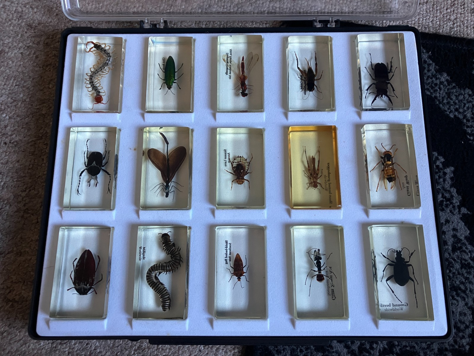 Bugs Insects in Resin 15 Real Specimens Beetles etc in Display Case A
