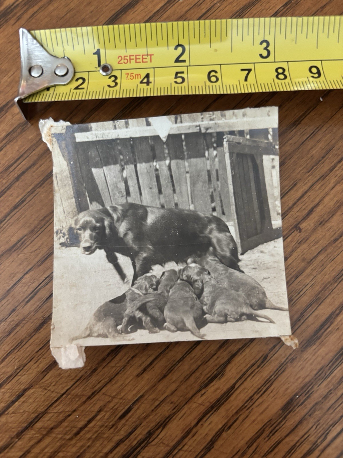 Early 1920’s Photograph Dog & Her Litter Of Hungry Puppies