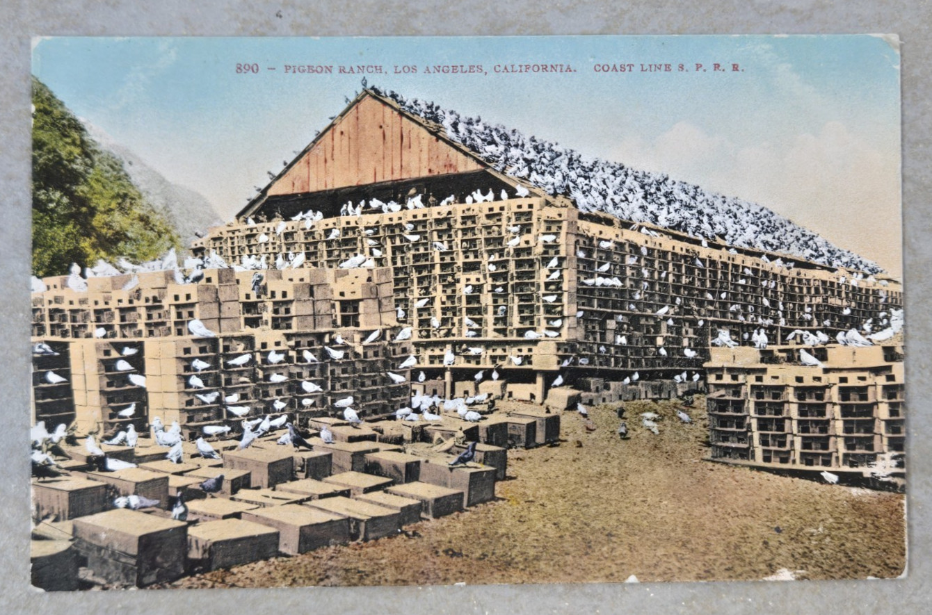 Vintage Color Postcard Pigeon Ranch Los Angeles CA SPRR Railrway Co,
