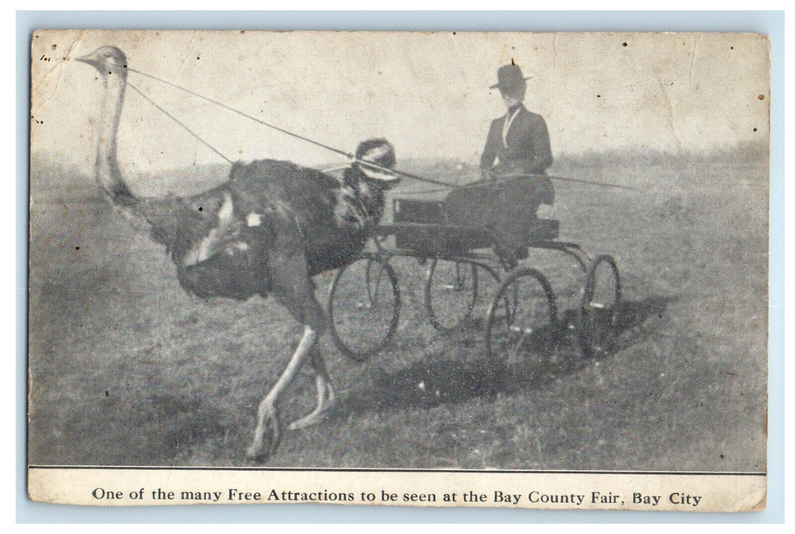 c1940's Ostrich Carriage Scene, One of Free Attractions in Bay City MI Postcard