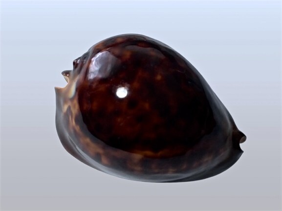 Cypraea, Zoila thersites f. atrata, Stansbury, S. Australia, 71 mm, SUPER DARK