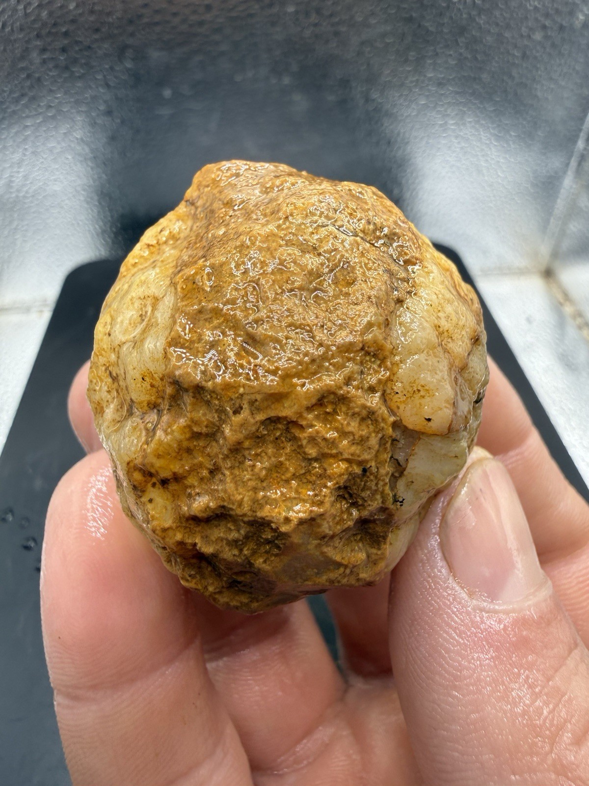 Ancient Fossilized Indiana Geode Trilobite Rolled Up Agate 520 Carats