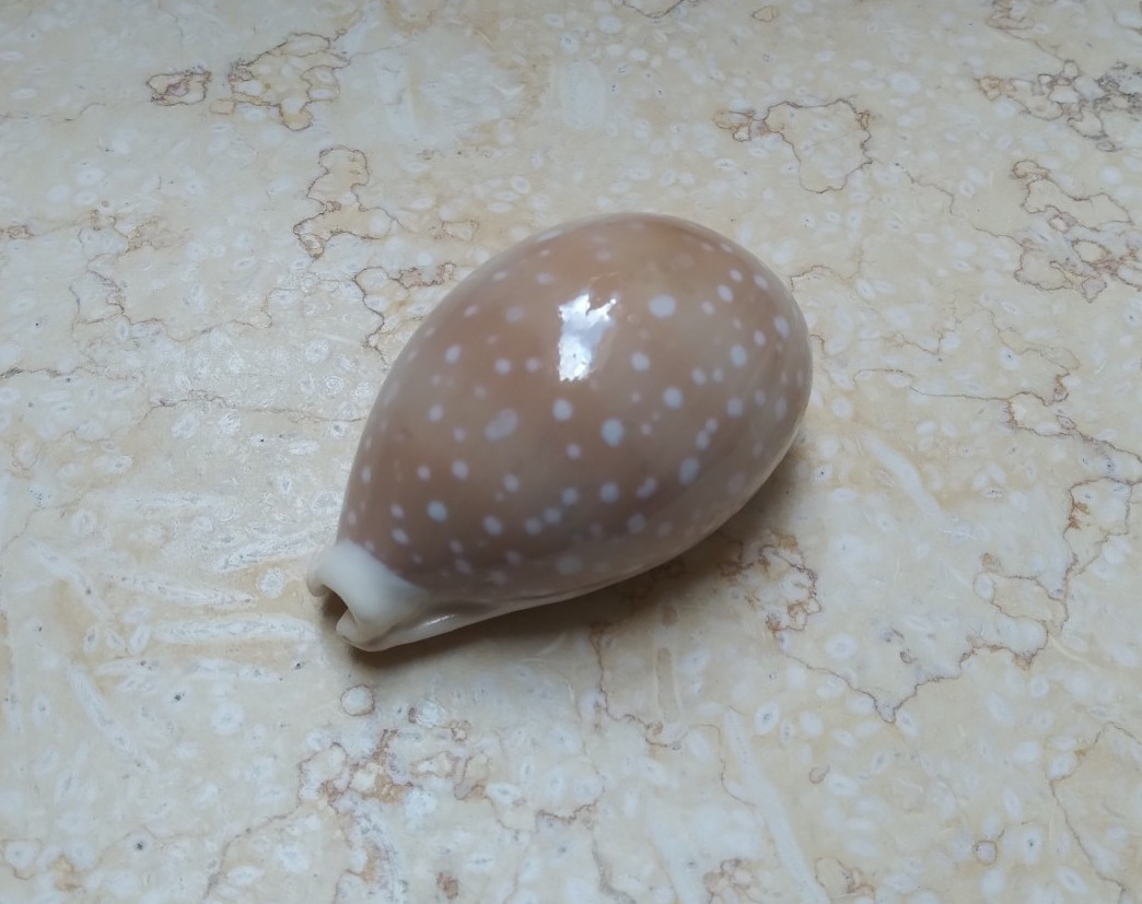 F Cypraea camelopardalis red sea shell 72.4mm F+++ clear dots uper naural glossy F Cypraea camelopardalis red sea shell 72.4mm F+++ clear dots uper naural glossy