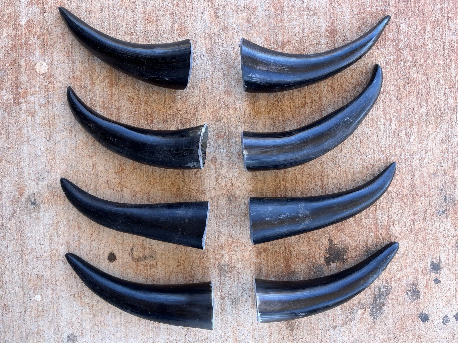 STEER HORNS 8” To 10 Inch ( One Pair Only) Horns POLISHED BULL COW