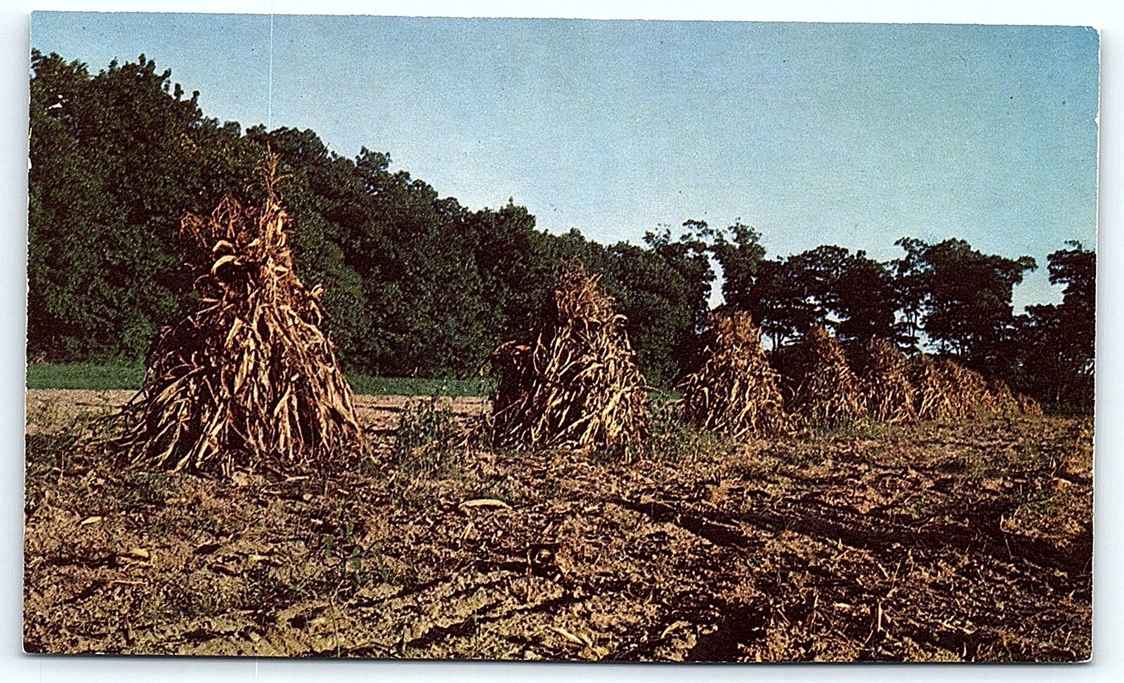 Springfield, VT Postcard: Picturesque Corn Stacks