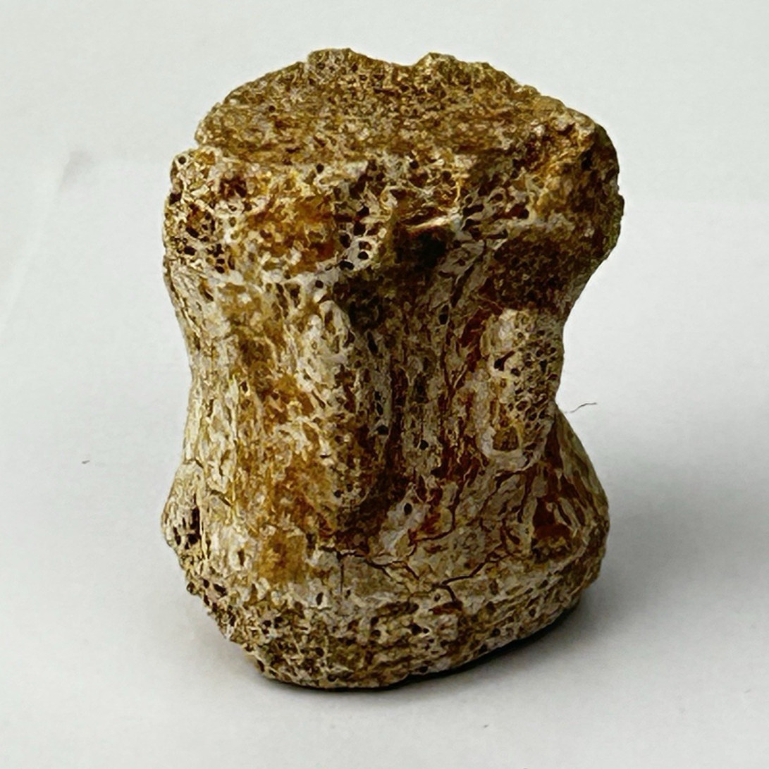 Edmontosaurus Caudal Vertebra Dinosaur Fossil - Lance Fm. - Weston Co., WY
