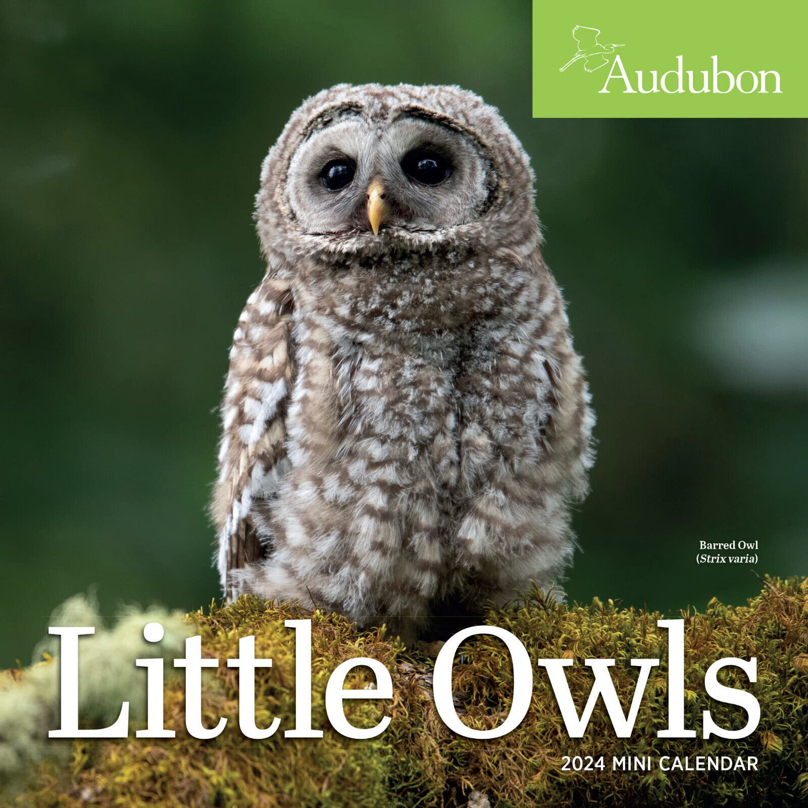 Workman Audubon Little Owls 2024 Mini Calendar w