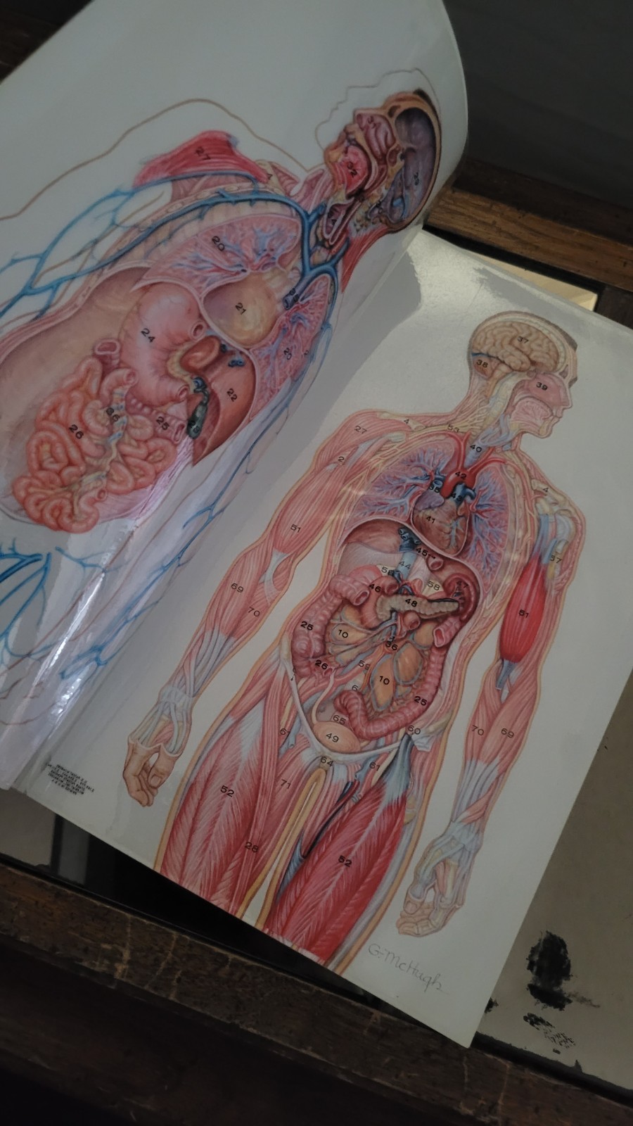 Vintage Human Body Anatomy Chart