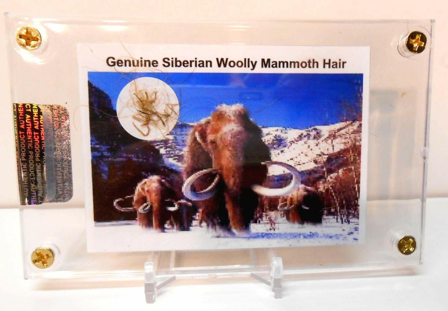 Genuine Fossil Siberian Woolly Mammoth Hair with Free Acrylic Display & Stand