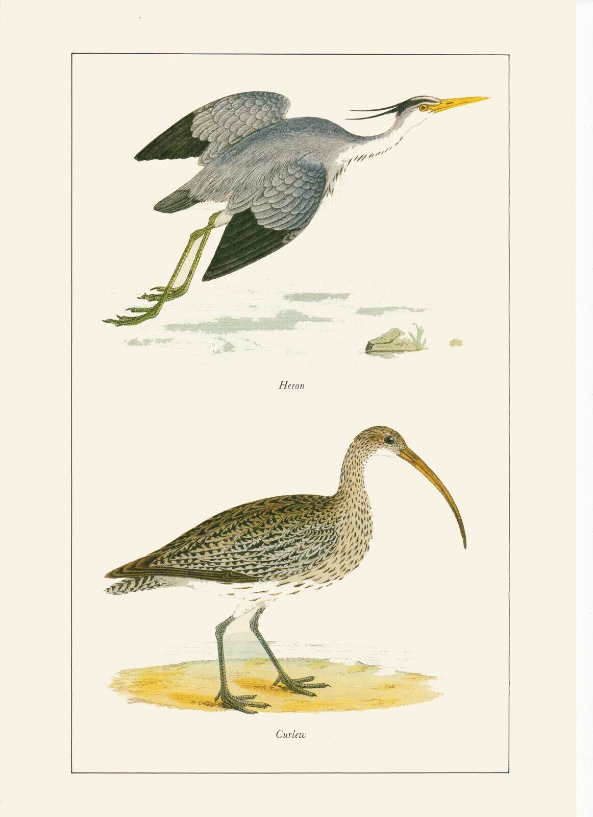 The Heron & Curlew -1981 Beautiful Colour Vintage Bird Print by A.F.Lydon 