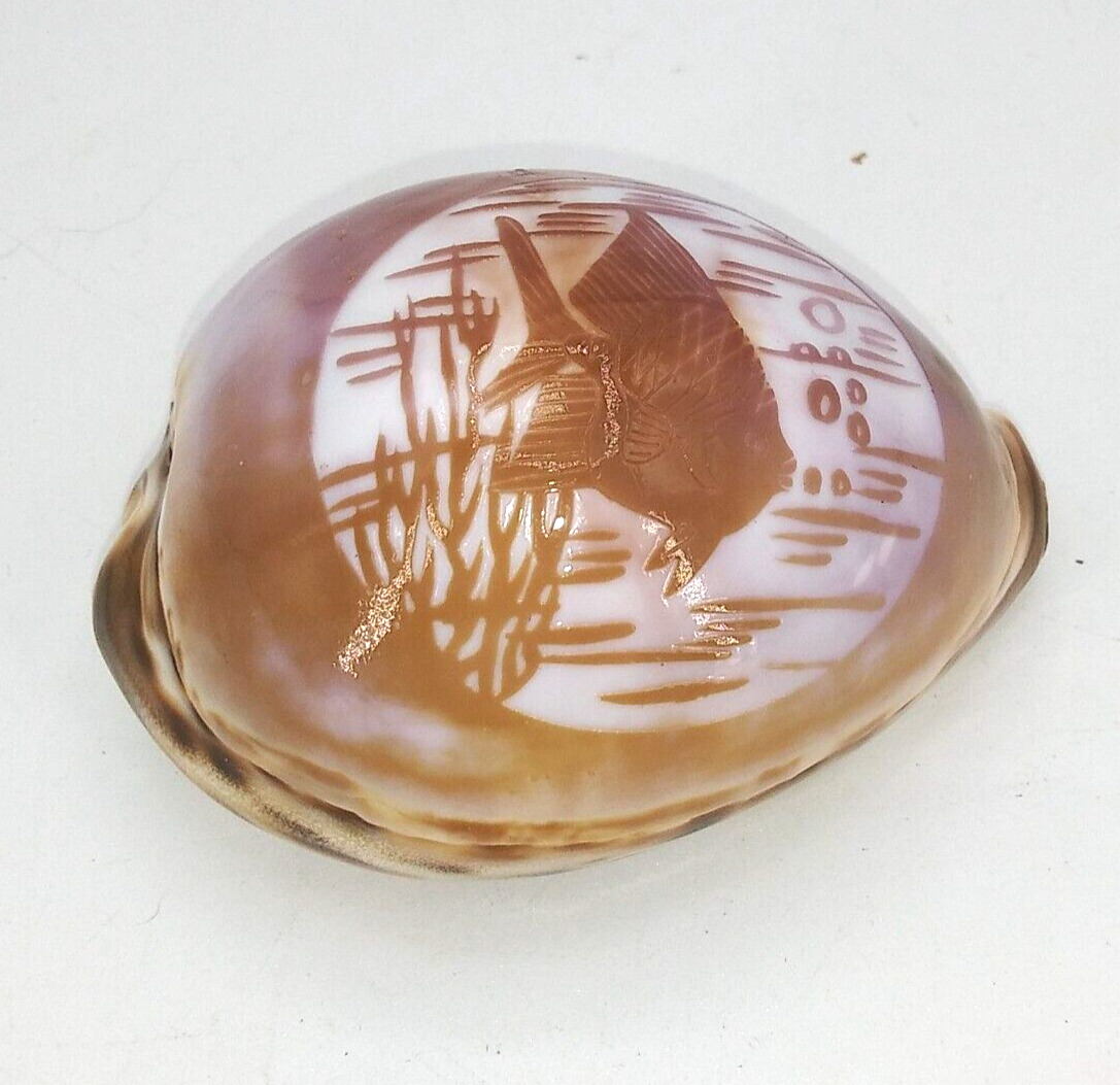 Hand etched Oriental Asian Cowrie Tiger Shell Tropical Angelfish sea life Design