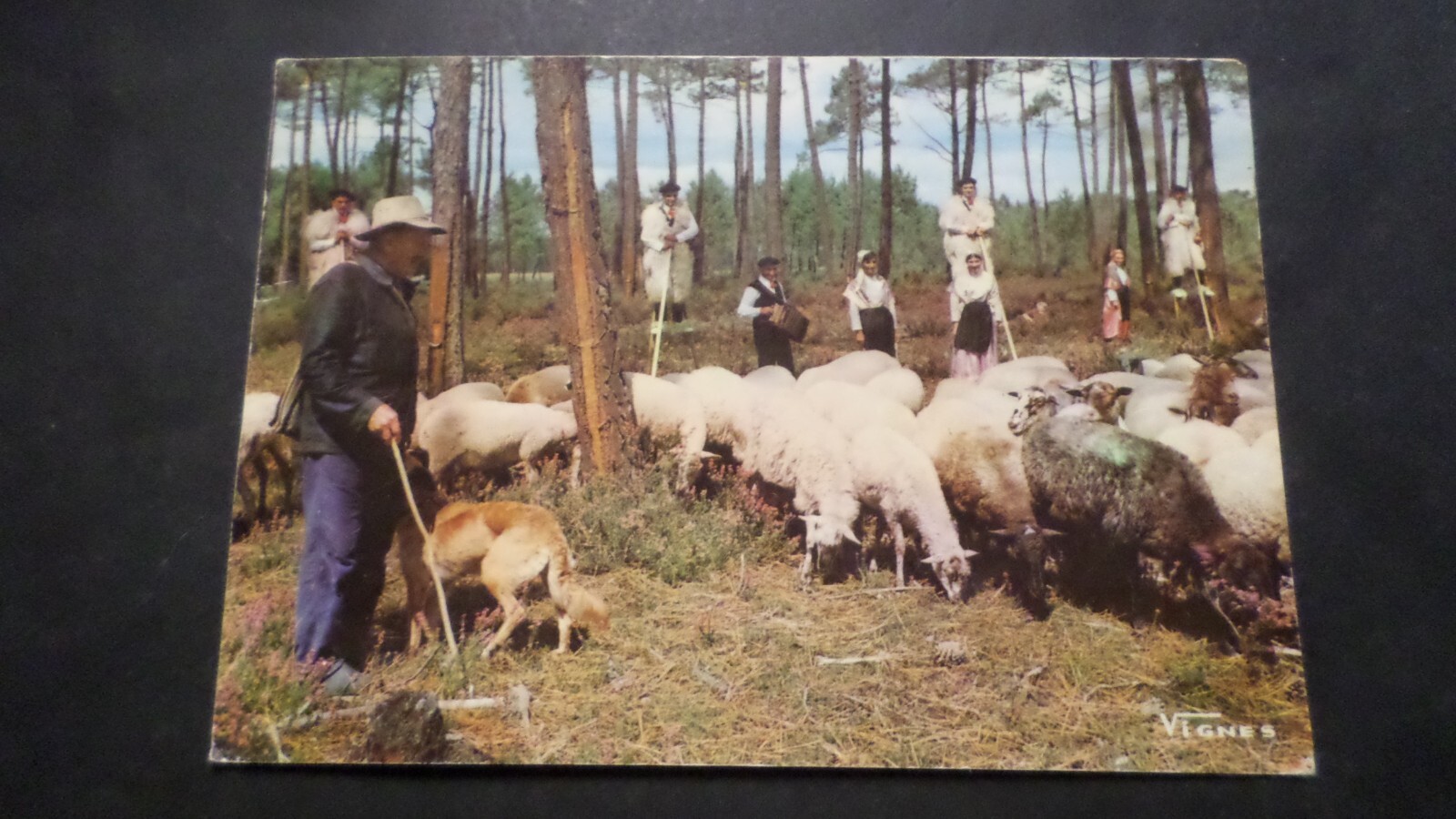 Berger Et Son Troupeau Cp Carte Postale 1974 Les Landes Chien Moutons Postcard