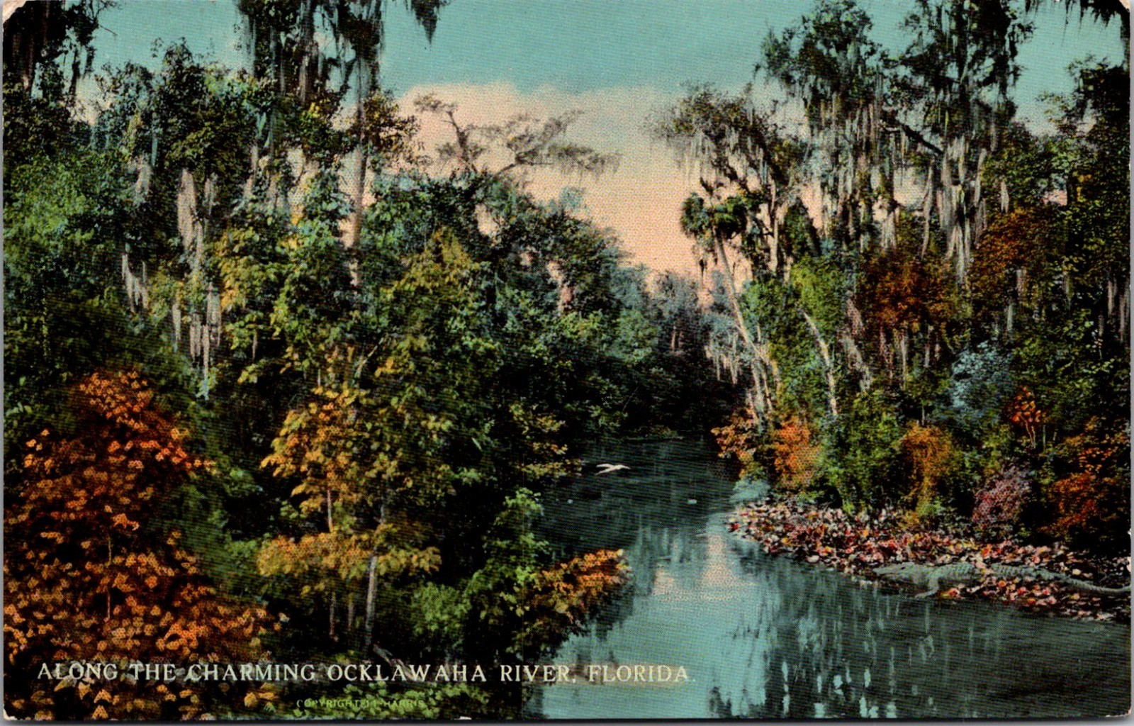 Along The Charming Ocklawaha River FL 1911 RW Thompson Vintage Postcard TP11-29