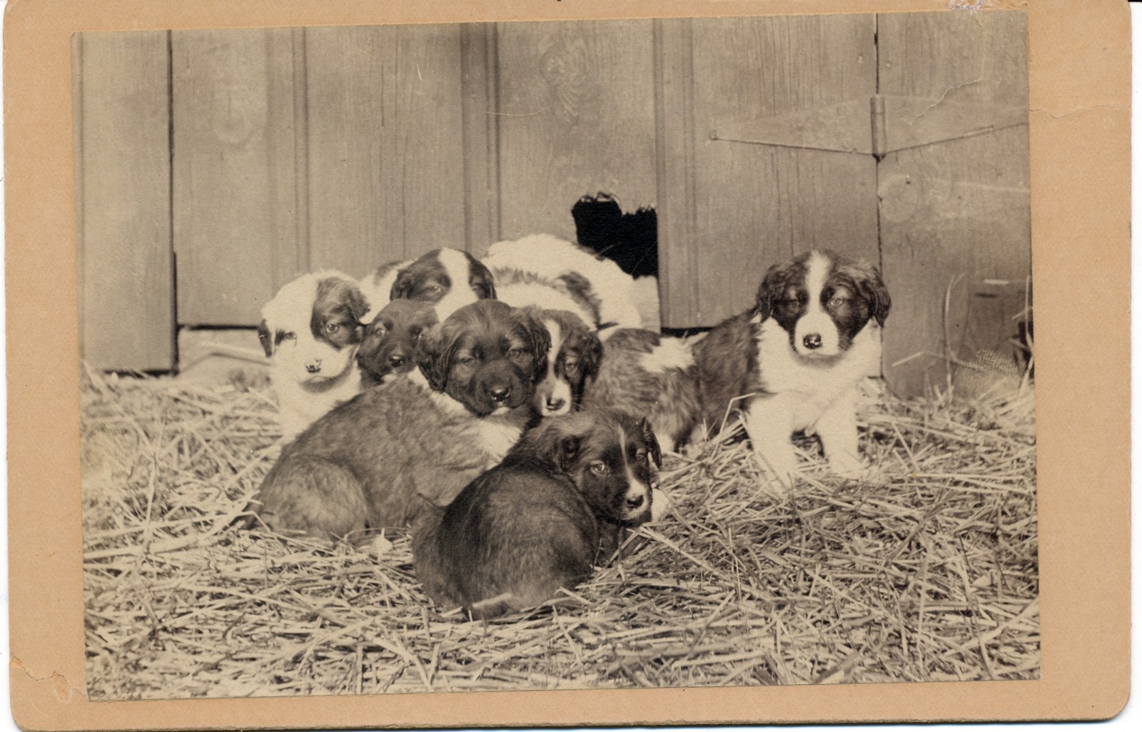 1895-1905 Cabinet Card BORDER COLLIE PUPS A.S. Ralph, Columbus, Wisconsin 1895-1905 Cabinet Card BORDER COLLIE PUPS A.S. Ralph, Columbus, Wisconsin