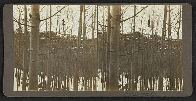 Theodore Roosevelt Bear Hunting Dogs Stereograph 1905 First Little Bear