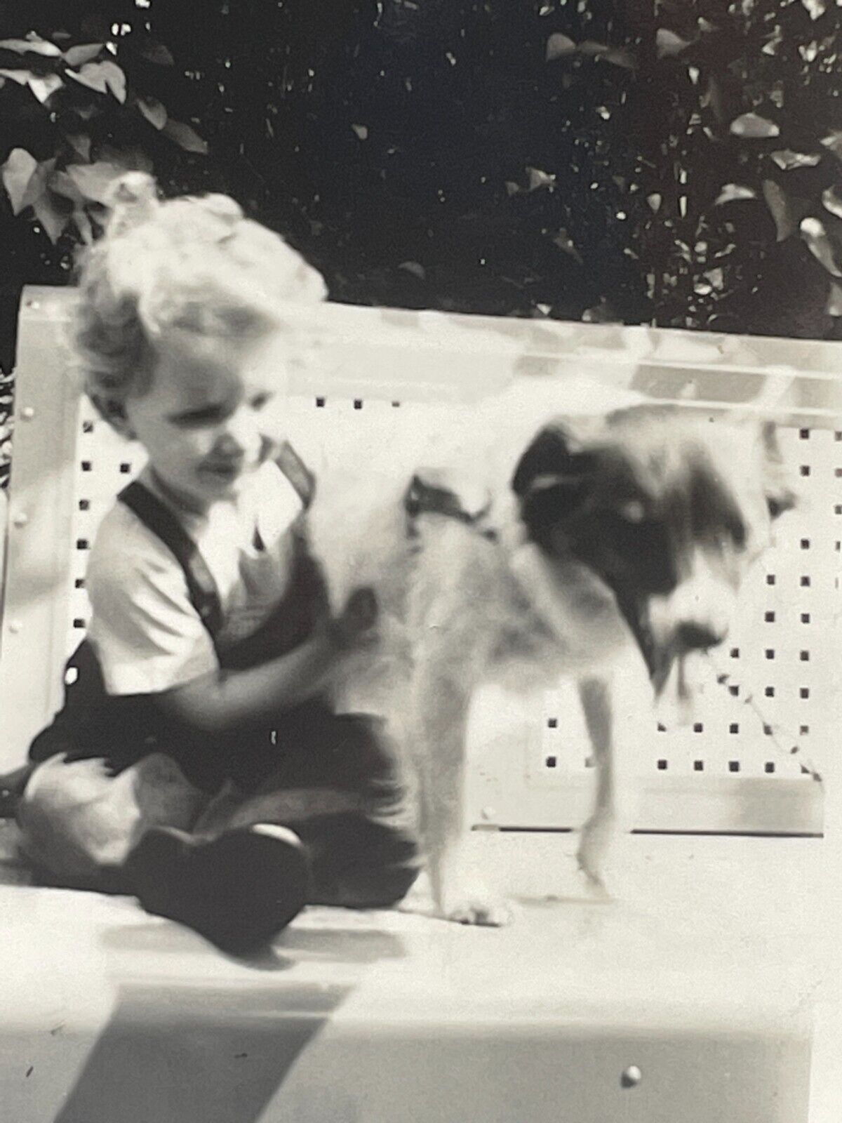 K9 Photograph Girl And Puppy Dog Best Friend 1940-50's Portrait