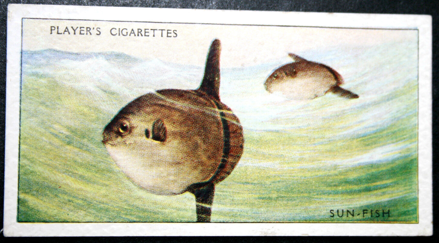 SUN FISH  Mola Mola   Vintage 1935 Illustrated Card  HF13MS