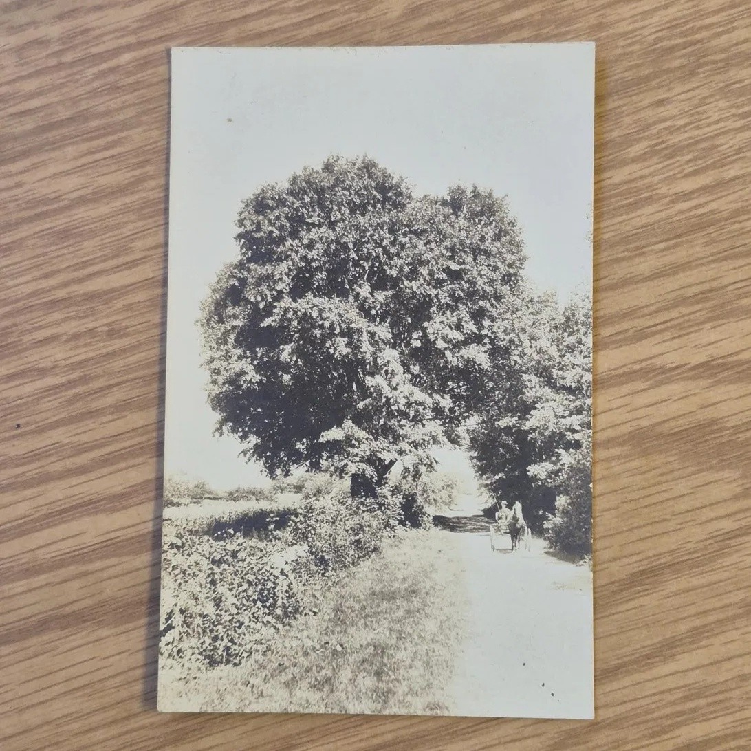 Antique RPPC Large Shade Tree Horse & Buggy Country Road Real Photo Postcard