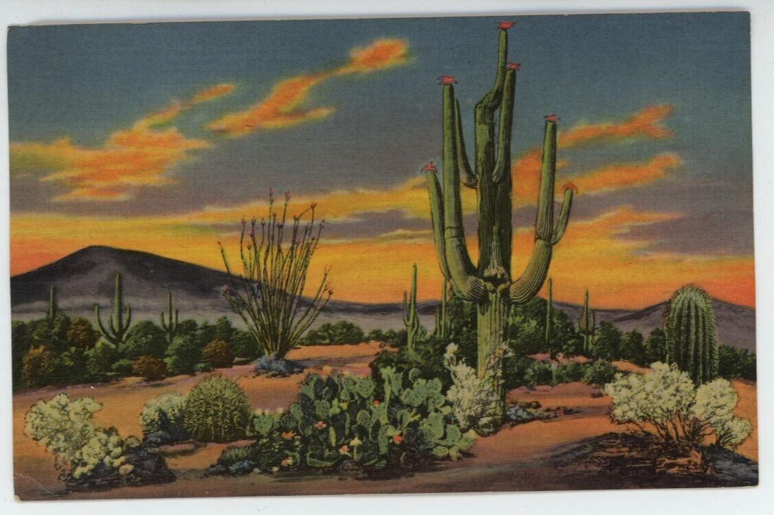 Sunset On The Desert Cactus Flower Landscape Caryology Varieties West Postcard