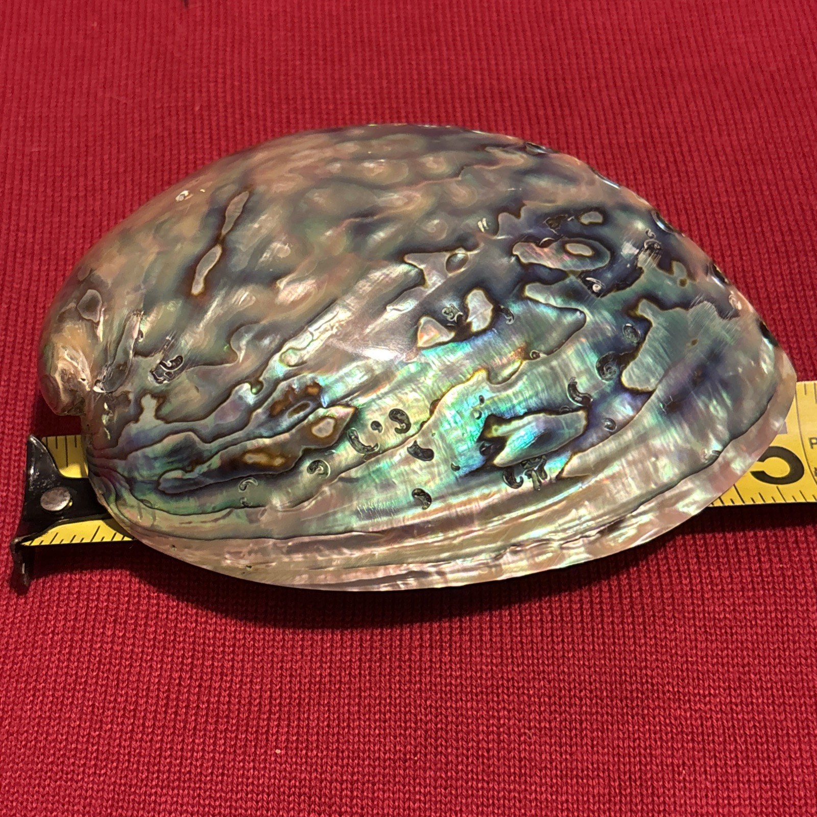 Medium Polished Abalone Shell 5”New Zealand Paua Rainbow Iridescent Beautiful