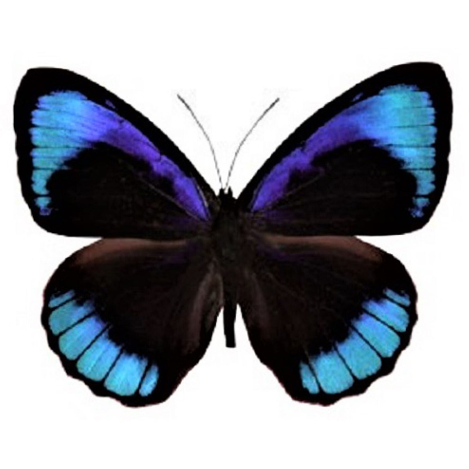 Eunica eurota blue black butterfly Peru WINGS CLOSED/UNMOUNTED Eunica eurota blue black butterfly Peru WINGS CLOSED/UNMOUNTED