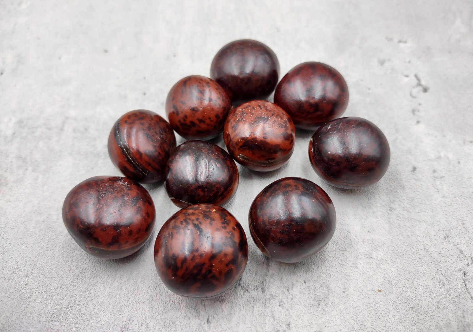 Brown Hamburger True Sea Beans Mucuna Sloanei (10 shells approx. 1+ inch)