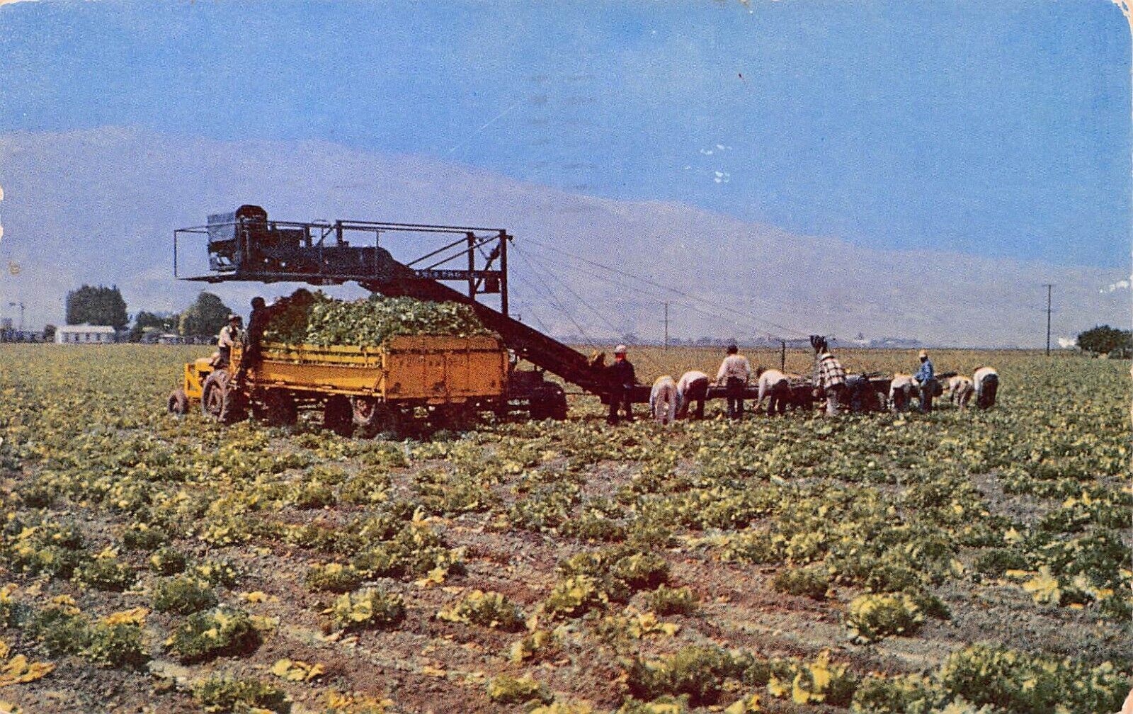 Salinas Valley CA California Cabbage Farm Tractor Harvester Vtg Postcard D18