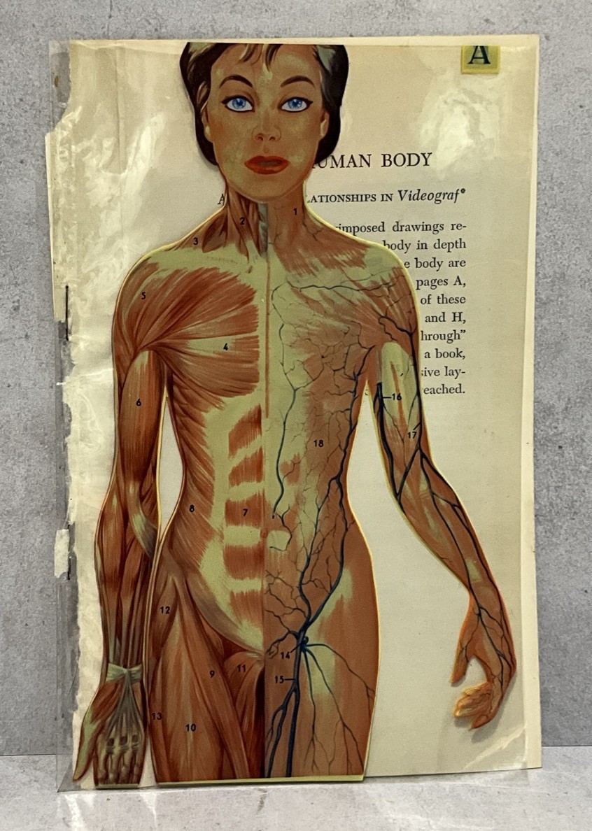Vintage Videograf Human Body Anatomy Transparent Overlay Medical Illustration