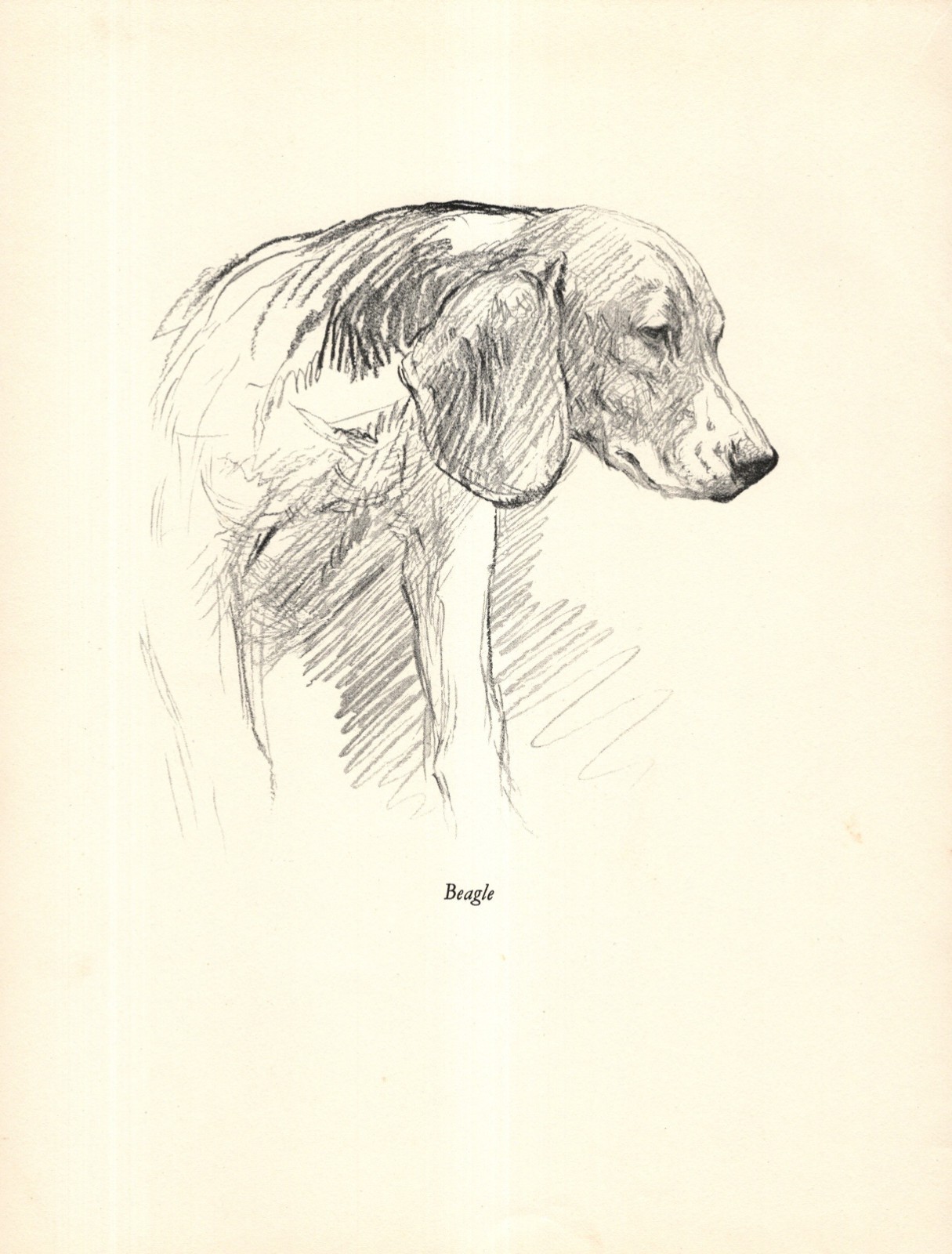 1938 Antique Beagle Print K F Barker Vintage Beagle Art Illustration 6522Q