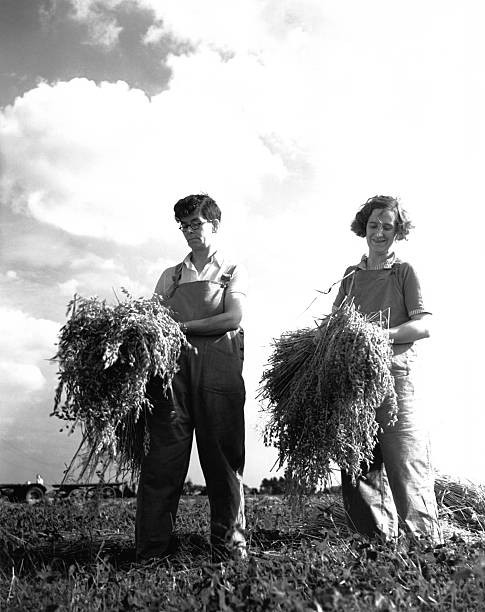 The clouds became threatening but harvest had to continue United - 1939 Photo