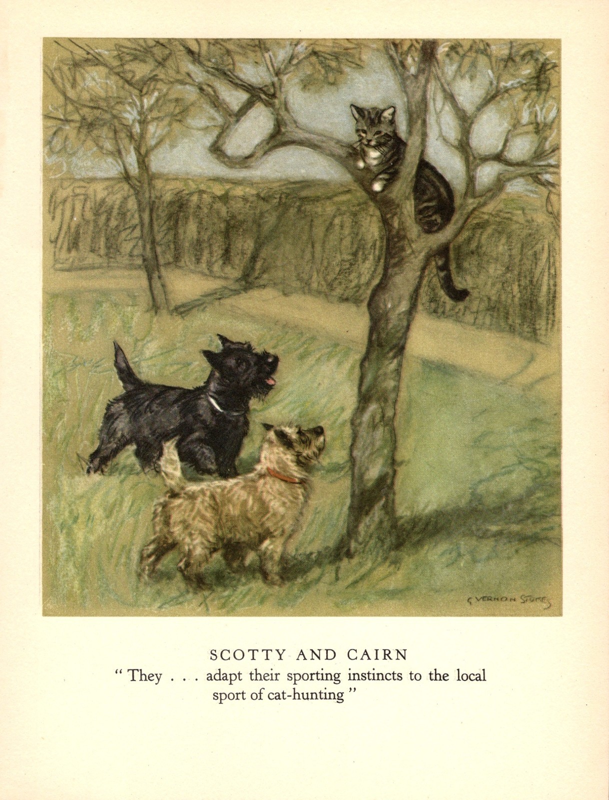 1947 Antique Cairn Terrier Print Scottish Terrier Print Vernon Stokes Art 7086d