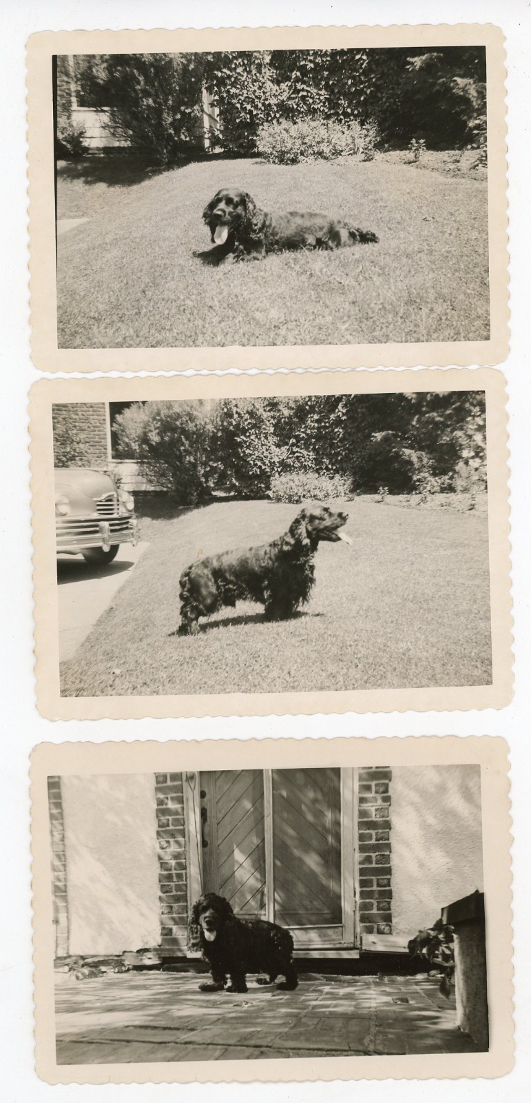 Skippy Cocker Spaniel Photo Lot 20 1948–1952 Dog Album Curtis