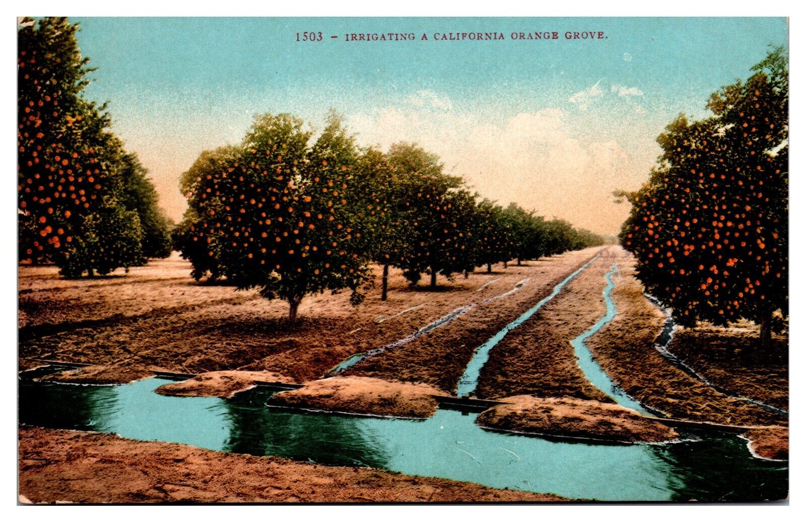 Antique Irrigating a California Orange Grove, Agriculture, Fruit, Postcard