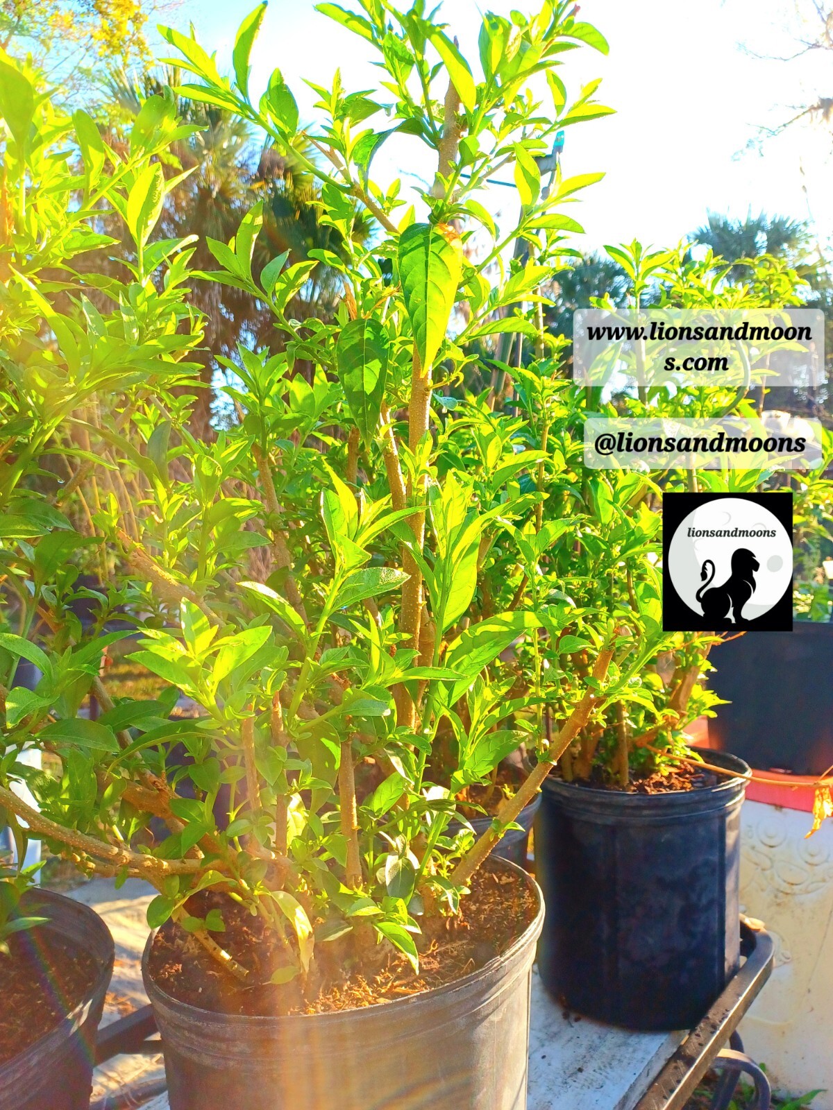 Night Blooming Jasmine Live Plant 1 Gallon  Small Tree 3-4ft Bonsai  Style Bush
