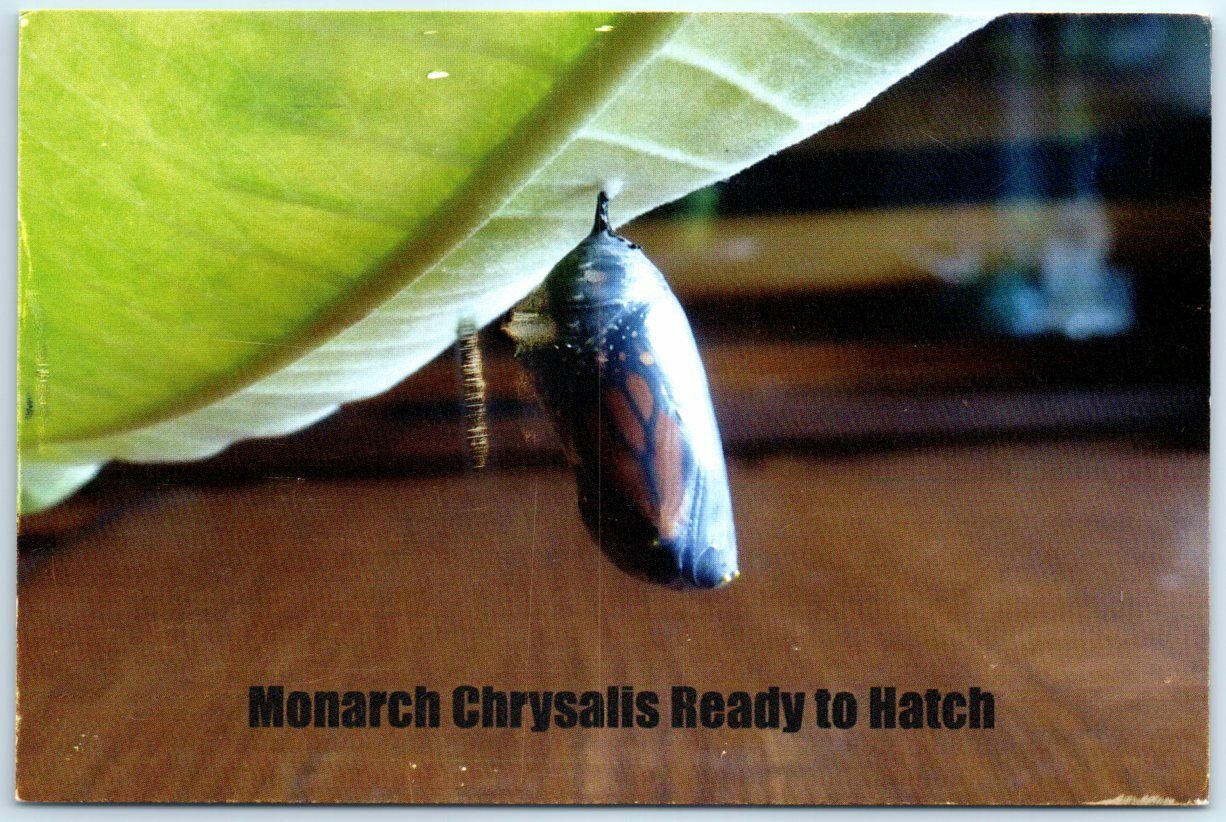 Postcard - Monarch Chrysalis Ready to Hatch