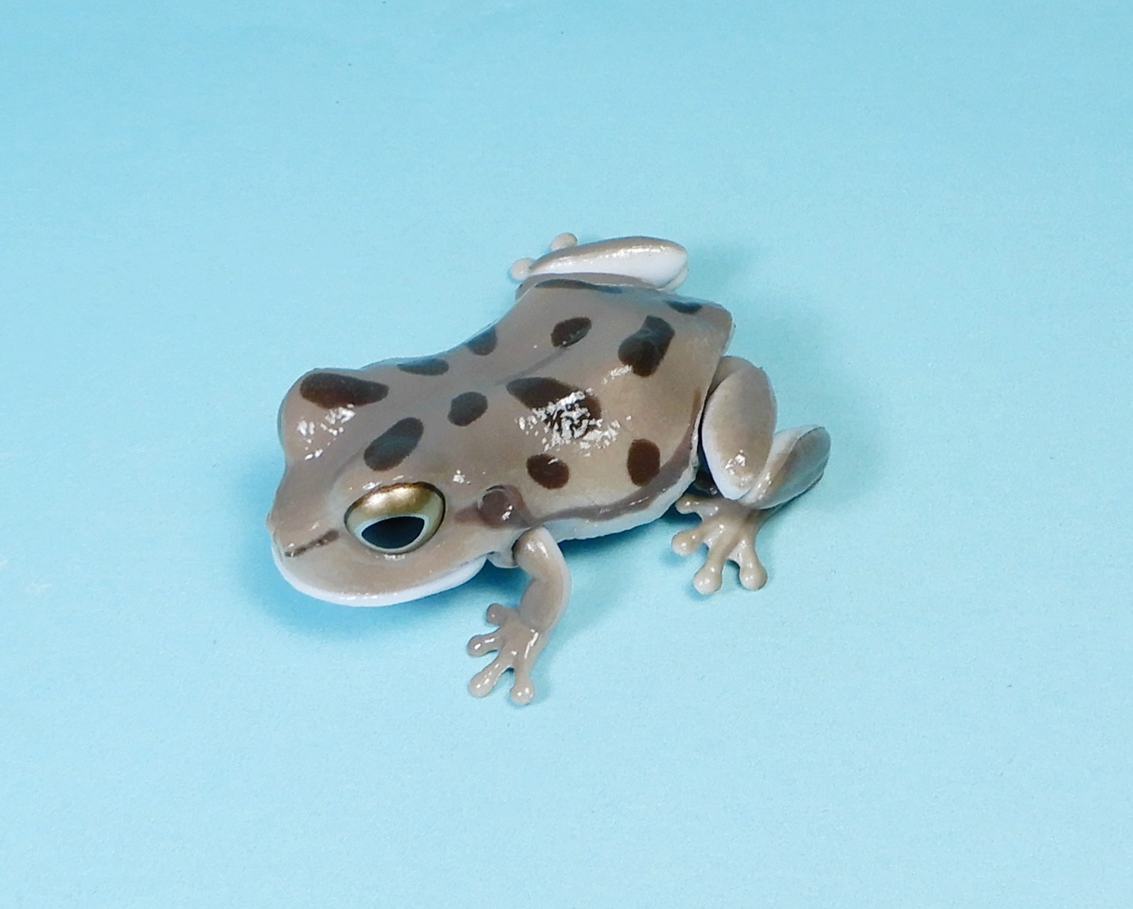 Bandai The Diversity of Life on Earth Grey Spot Japanese tree Frog mini figure