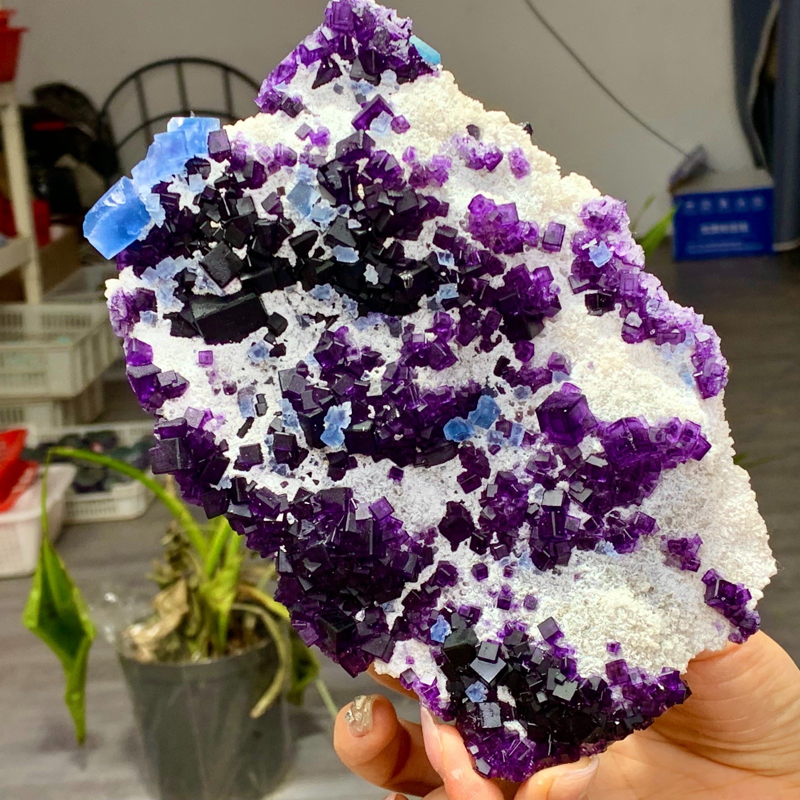 685G Natural beautiful blue purple window frame cubic fluorite mineral crystal