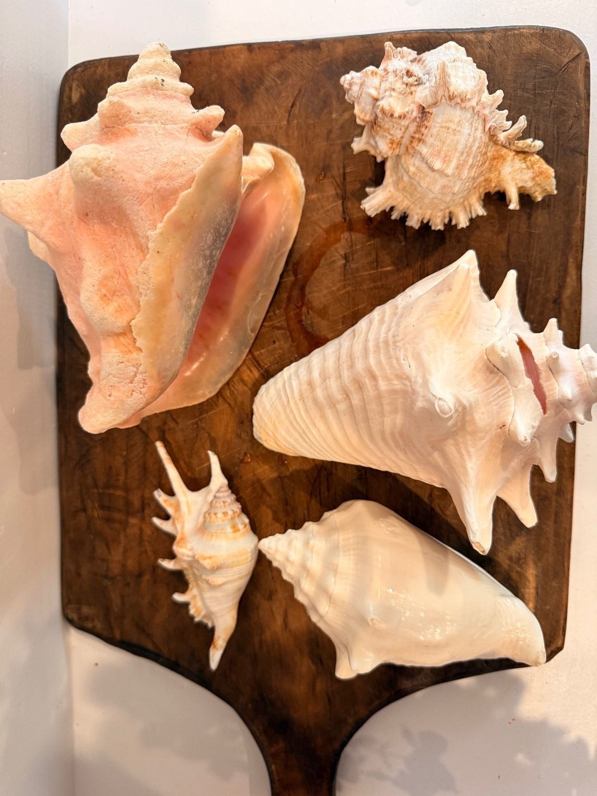 Vintage Lot of 5 Large Natural Seashells, Queen Conch & Murex Specimen Set Vintage Lot of 5 Large Natural Seashells, Queen Conch & Murex Specimen Set